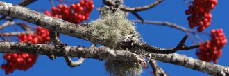 Hero_Vogelbeeren