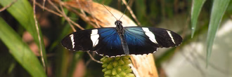 Hero_Schmetterling_blauweiss